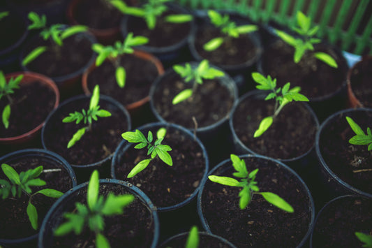 So You Want a Container Garden?