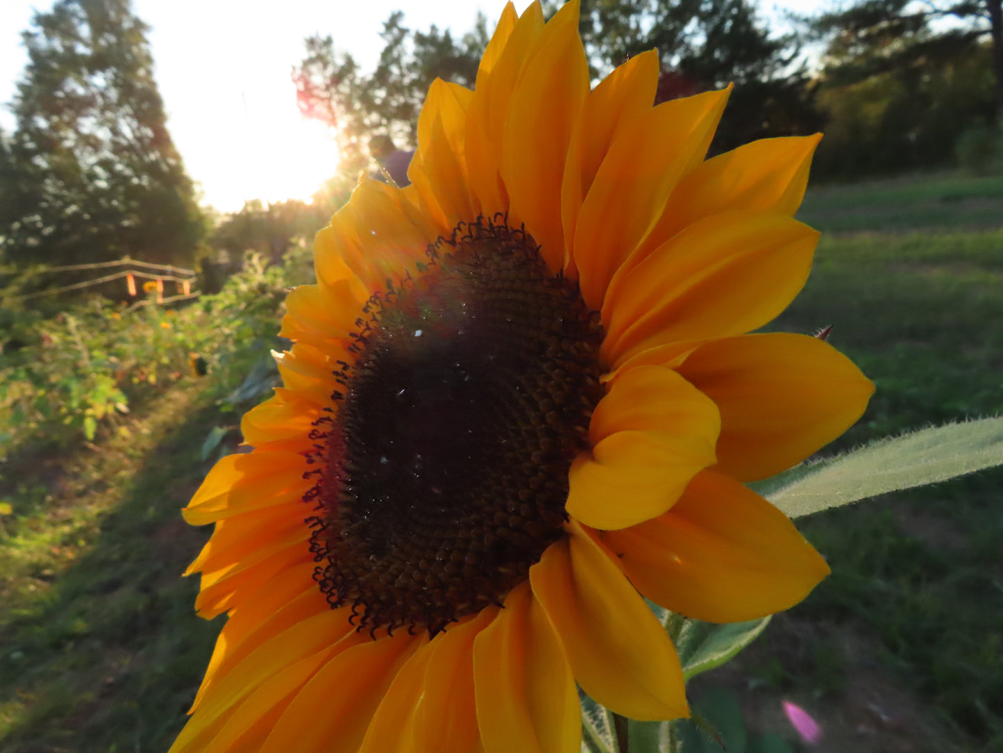 Bundle of Sunflowers Farm Pickup