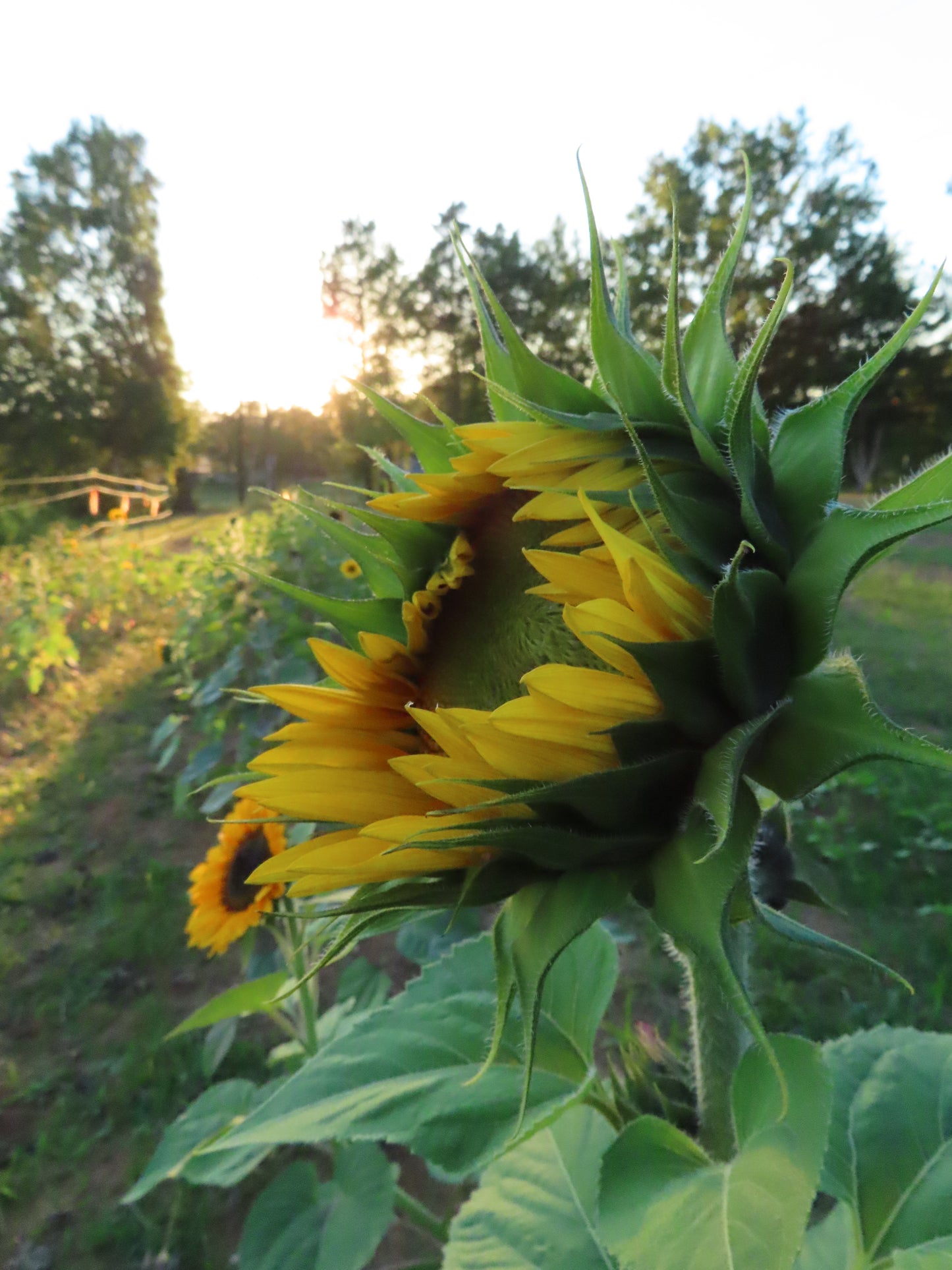 Bundle of Sunflowers Farm Pickup