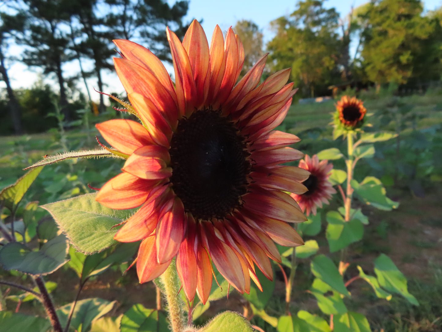 Bundle of Sunflowers Farm Pickup