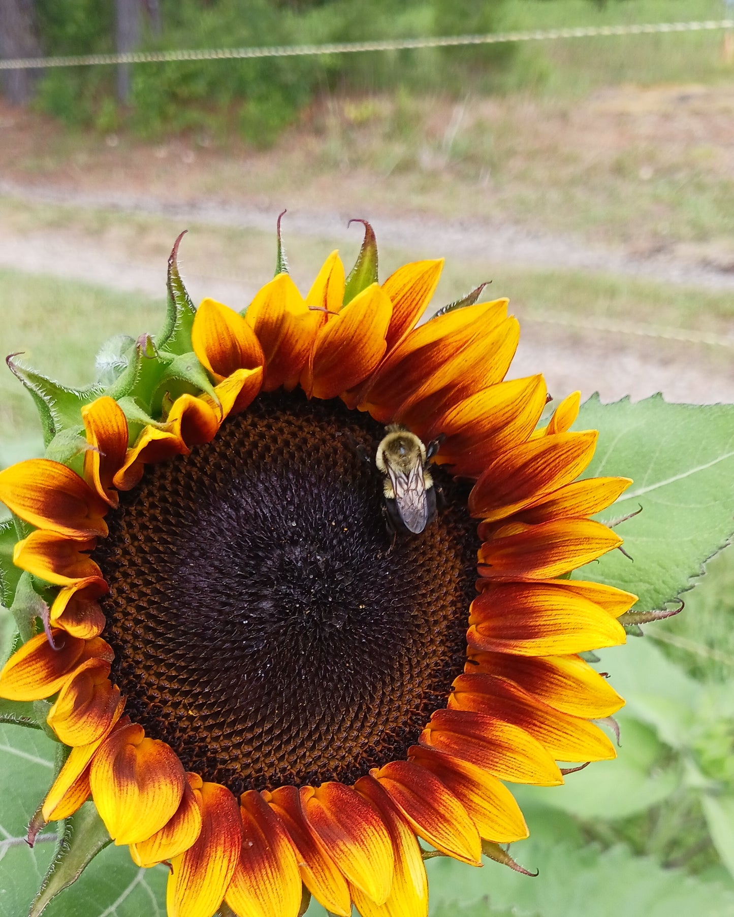 Bundle of Sunflowers Farm Pickup