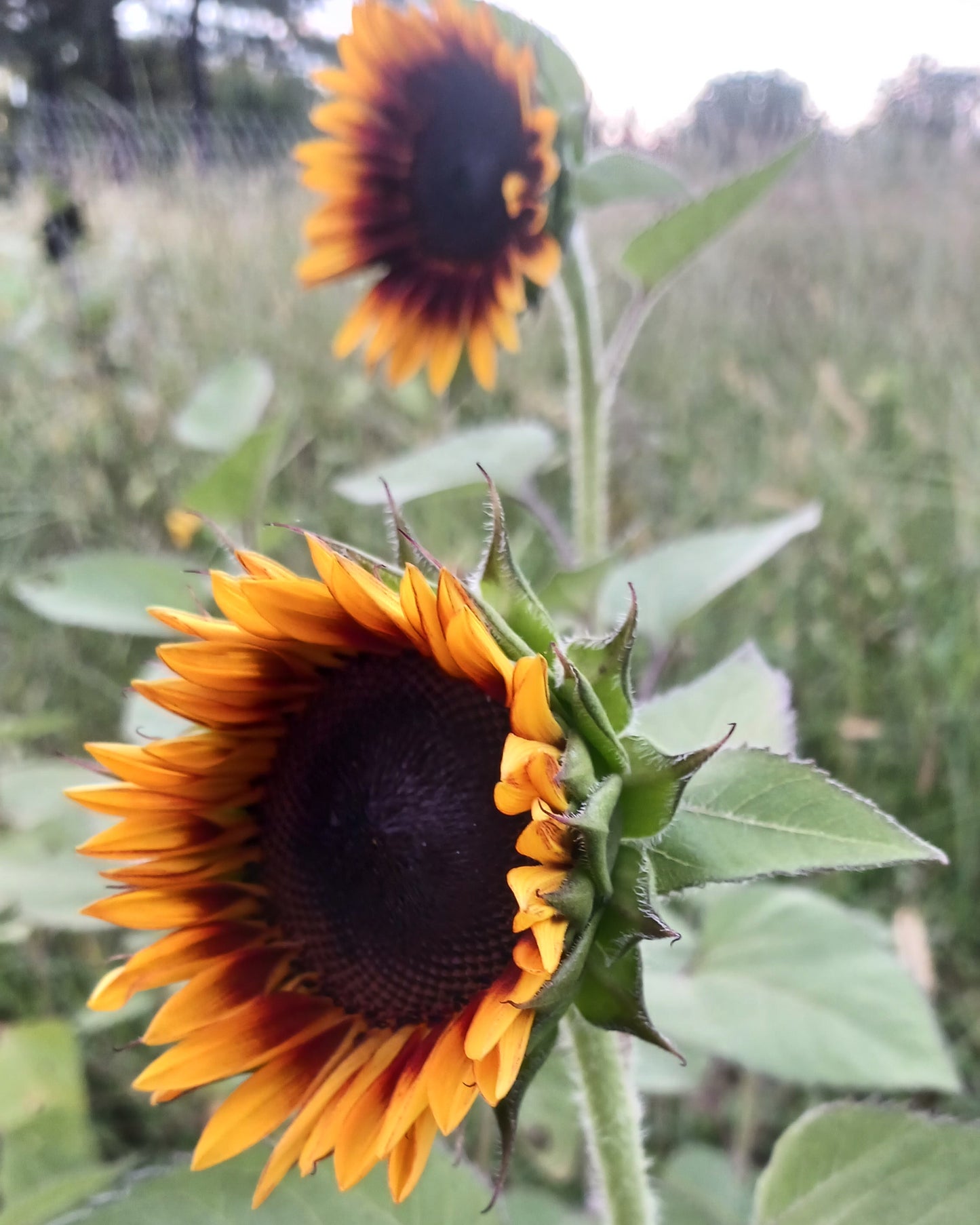 Bundle of Sunflowers Farm Pickup